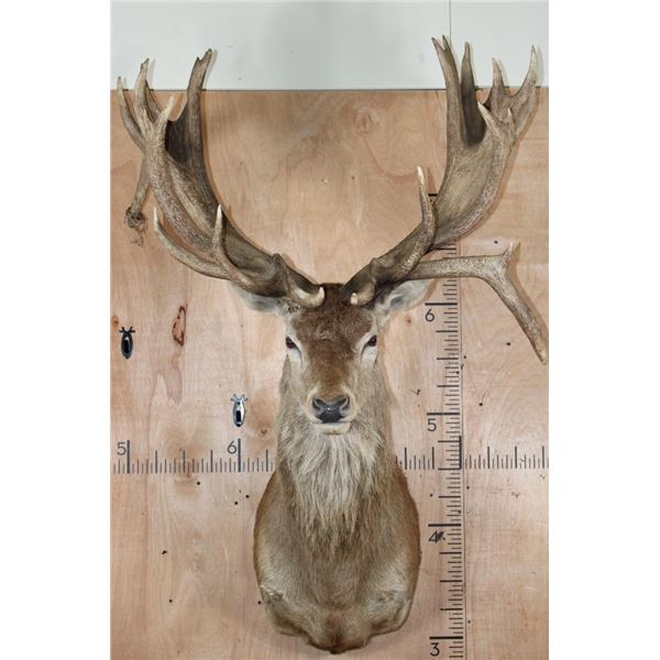XXL 30-Point RED STAG Shoulder Mount with a Big Drop Tine