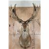 Image 1 : XXL 30-Point RED STAG Shoulder Mount with a Big Drop Tine