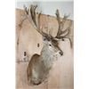Image 2 : XXL 30-Point RED STAG Shoulder Mount with a Big Drop Tine