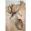 Image 3 : XXL 30-Point RED STAG Shoulder Mount with a Big Drop Tine
