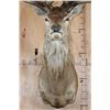 Image 5 : XXL 30-Point RED STAG Shoulder Mount with a Big Drop Tine