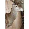 Image 6 : XXL 30-Point RED STAG Shoulder Mount with a Big Drop Tine