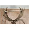 Image 8 : XXL 30-Point RED STAG Shoulder Mount with a Big Drop Tine