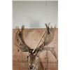 Image 9 : XXL 30-Point RED STAG Shoulder Mount with a Big Drop Tine