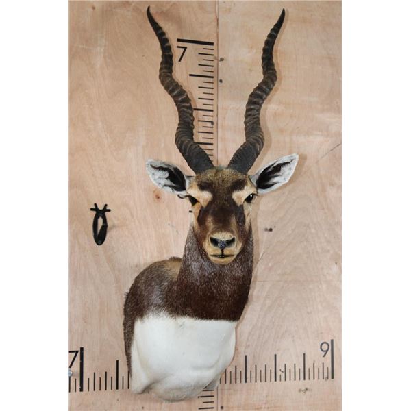 Big BLACKBUCK Shoulder Mount