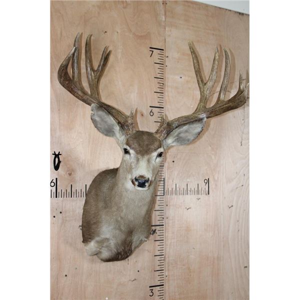 Big 13-Point MULE DEER Shoulder Mount with a Heavy Rack
