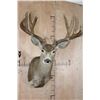 Image 1 : Big 13-Point MULE DEER Shoulder Mount with a Heavy Rack