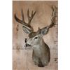 Image 2 : Big 13-Point MULE DEER Shoulder Mount with a Heavy Rack