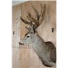 Image 3 : Big 13-Point MULE DEER Shoulder Mount with a Heavy Rack