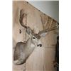 Image 4 : Big 13-Point MULE DEER Shoulder Mount with a Heavy Rack