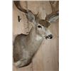 Image 5 : Big 13-Point MULE DEER Shoulder Mount with a Heavy Rack
