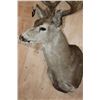 Image 6 : Big 13-Point MULE DEER Shoulder Mount with a Heavy Rack