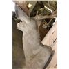 Image 7 : Big 13-Point MULE DEER Shoulder Mount with a Heavy Rack