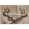 Image 8 : Big 13-Point MULE DEER Shoulder Mount with a Heavy Rack