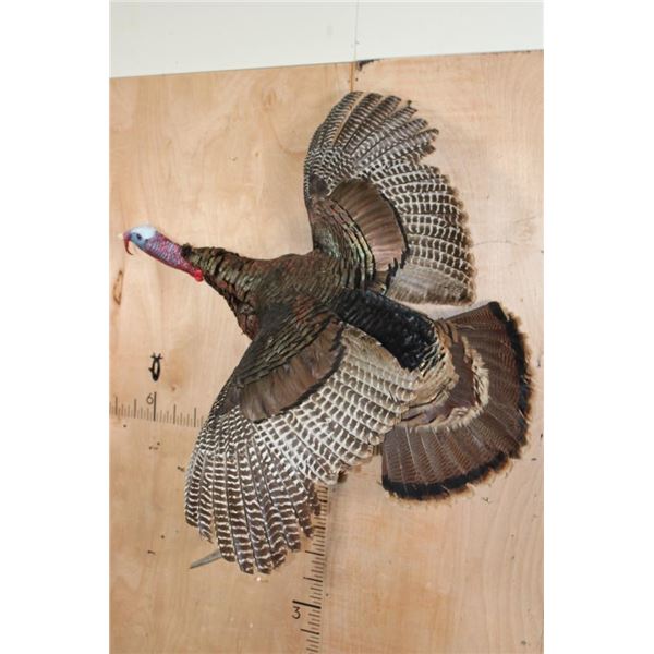 XL FLYING TURKEY on a Driftwood Wall Hanging Base