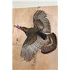Image 1 : XL FLYING TURKEY on a Driftwood Wall Hanging Base