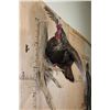 Image 4 : XL FLYING TURKEY on a Driftwood Wall Hanging Base