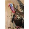 Image 5 : XL FLYING TURKEY on a Driftwood Wall Hanging Base