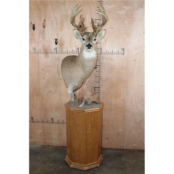 20-Point WHITETAIL DEER Pedestal Mount with Removable Antlers