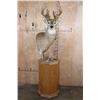 Image 1 : 20-Point WHITETAIL DEER Pedestal Mount with Removable Antlers