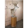 Image 2 : 20-Point WHITETAIL DEER Pedestal Mount with Removable Antlers
