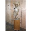 Image 3 : 20-Point WHITETAIL DEER Pedestal Mount with Removable Antlers