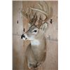 Image 5 : 20-Point WHITETAIL DEER Pedestal Mount with Removable Antlers