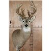 Image 6 : 20-Point WHITETAIL DEER Pedestal Mount with Removable Antlers