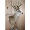 Image 7 : 20-Point WHITETAIL DEER Pedestal Mount with Removable Antlers