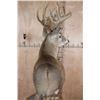 Image 8 : 20-Point WHITETAIL DEER Pedestal Mount with Removable Antlers