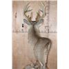 Image 9 : 20-Point WHITETAIL DEER Pedestal Mount with Removable Antlers