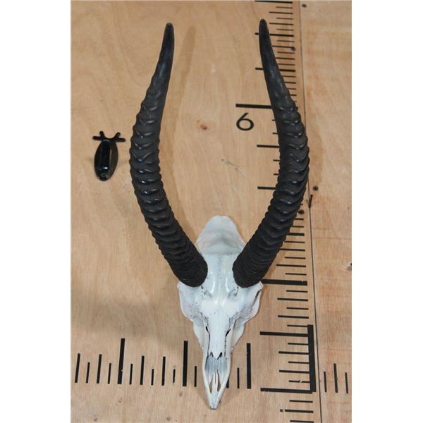 *Rarely Seen* GERNUK Skull