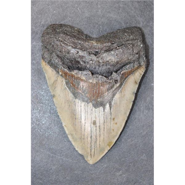 XL MEGALODON SHARK Tooth Fossil