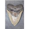 Image 1 : XL MEGALODON SHARK Tooth Fossil