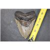 Image 2 : XL MEGALODON SHARK Tooth Fossil