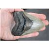 Image 3 : XL MEGALODON SHARK Tooth Fossil