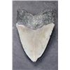 Image 4 : XL MEGALODON SHARK Tooth Fossil