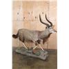 Image 1 : Big Life-sized NYALA on a Base with Wheels