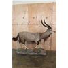 Image 2 : Big Life-sized NYALA on a Base with Wheels
