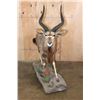 Image 3 : Big Life-sized NYALA on a Base with Wheels