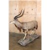Image 6 : Big Life-sized NYALA on a Base with Wheels