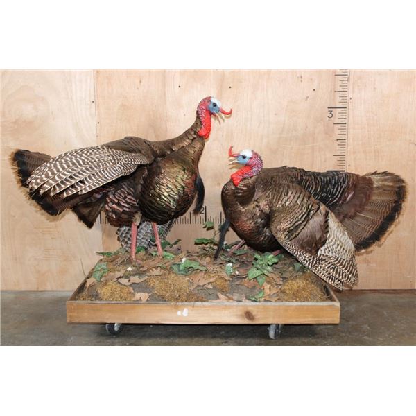 2 Life-sized "Fighting" TURKEYS on a Decorative Wood Base