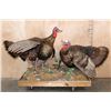 Image 1 : 2 Life-sized "Fighting" TURKEYS on a Decorative Wood Base