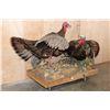 Image 3 : 2 Life-sized "Fighting" TURKEYS on a Decorative Wood Base