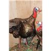 Image 5 : 2 Life-sized "Fighting" TURKEYS on a Decorative Wood Base