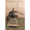Image 7 : 2 Life-sized "Fighting" TURKEYS on a Decorative Wood Base