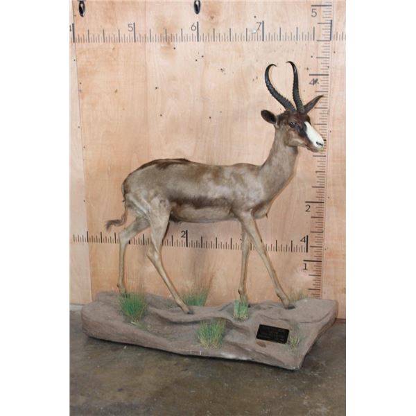 Life-sized CHOCOLATE SPRINGBOK on a Base with Wheels