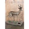 Image 1 : Life-sized CHOCOLATE SPRINGBOK on a Base with Wheels