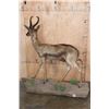 Image 7 : Life-sized CHOCOLATE SPRINGBOK on a Base with Wheels