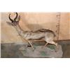 Image 8 : Life-sized CHOCOLATE SPRINGBOK on a Base with Wheels